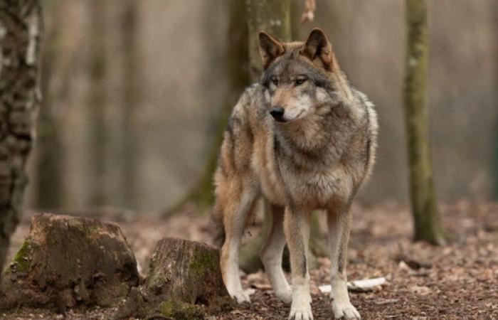 Alta Saboya. Un cervatillo devorado por un lobo al pie de una casa