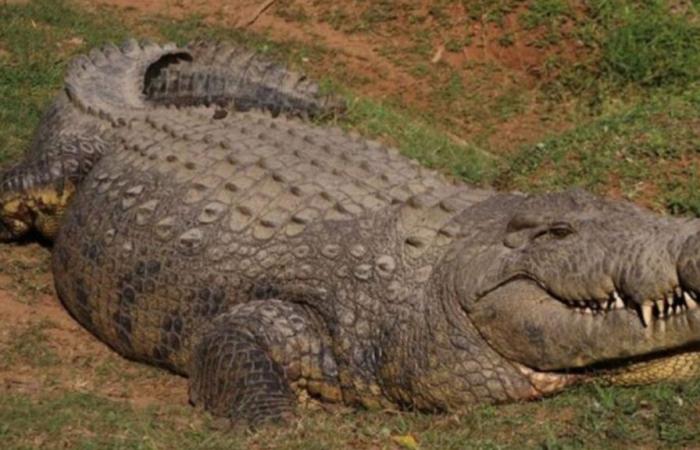 Henry, el cocodrilo con 10.000 descendientes, acaba de celebrar su 124 cumpleaños (vídeo)