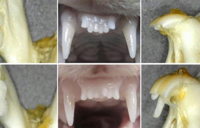 Investigadores japoneses trabajan en un fármaco para que los dientes vuelvan a crecer: Noticias