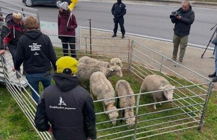 VÍDEO – La Confédération Paysanne du Gard se opone al Mercosur y a la privatización del matadero de Alès