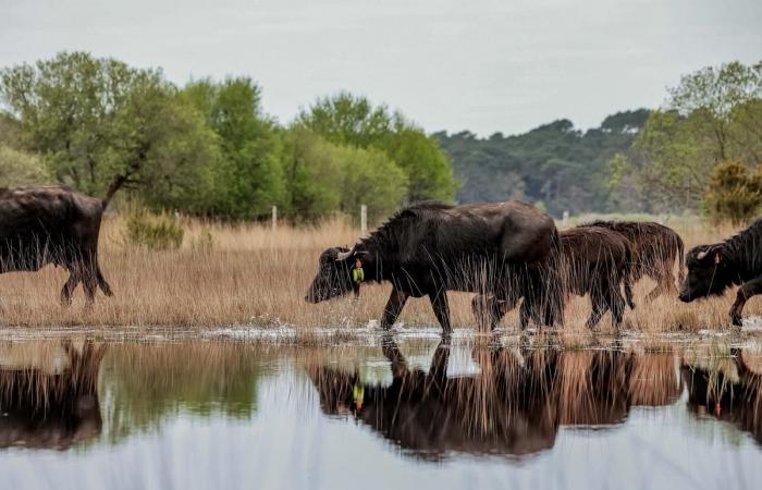 Se jubila François Sargos, el curador que transformó la reserva nacional de Cousseau en Lacanau