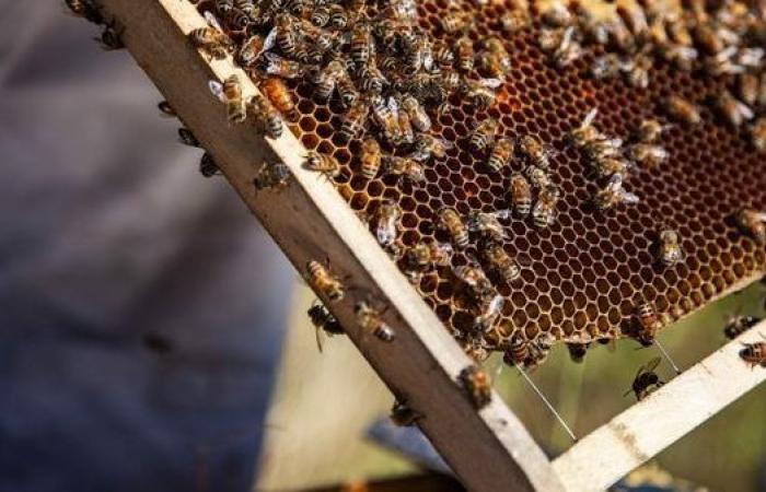 “Si no hay abejas, no hay frutos”: ¿qué soluciones para contrarrestar la desaparición de los insectos polinizadores?