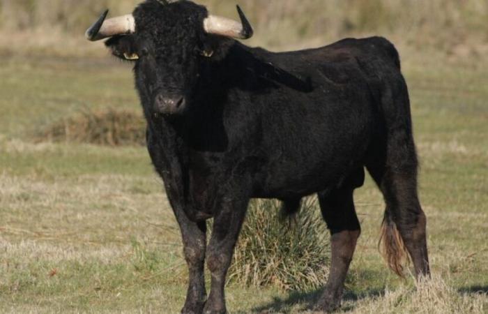 Finisterre: un hombre herido en la cabeza tras embestir a un toro: Noticias