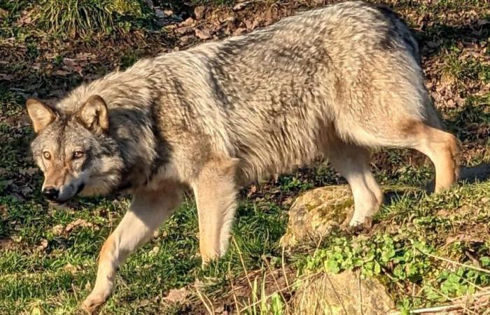 ¿Lobos en Dordoña? El seguimiento del Périgord nos explica