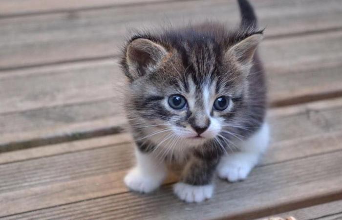 Les Chats Nîmois: ¡juntos, ofrezcamos una vida mejor a nuestros felinos!