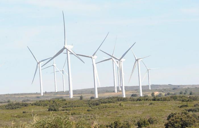 “La mortalidad se acelera”: en Hérault, los aerogeneradores “asesinos de pájaros” atacados en los tribunales