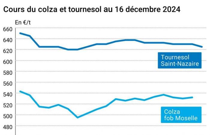 COTidienne | Semillas oleaginosas – Los precios de la colza en Euronext caen con la instalación de un bloqueo temporal en el Mosela