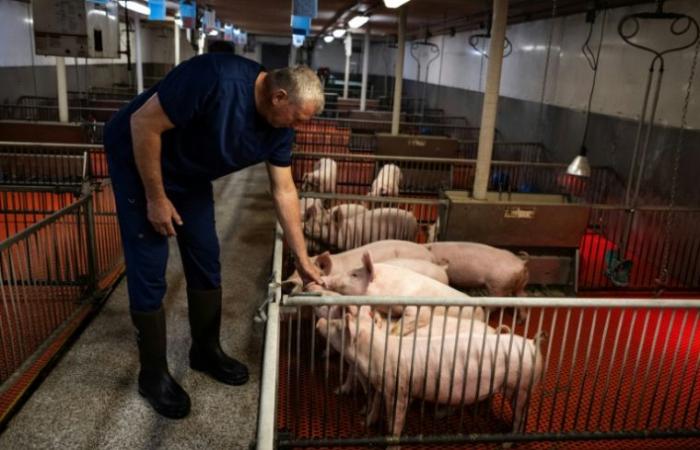 Signos alentadores después del trasplante de riñón porcino en un paciente estadounidense – 17/12/2024 a las 22:47