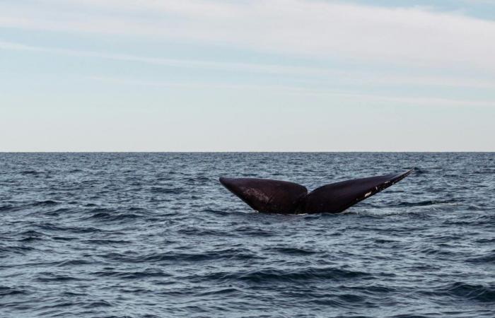 ¿Por qué Japón quiere extraditar a Paul Watson? Activista contra la caza de ballenas liberado de prisión después de que Dinamarca rechazara la extradición