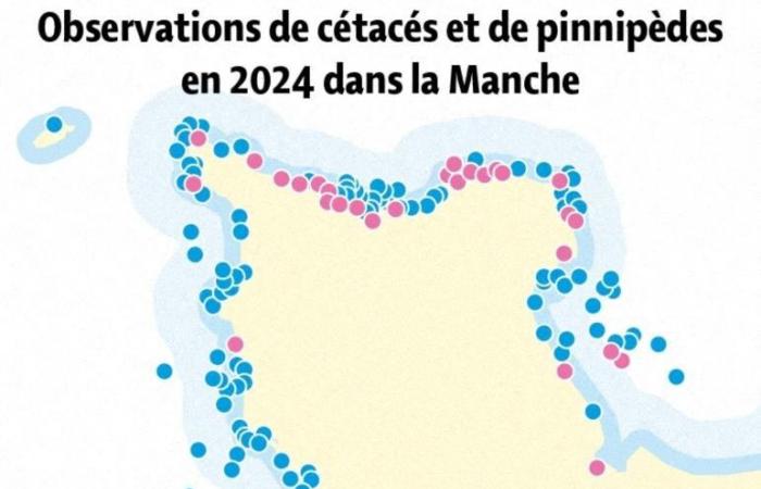 Entrevista. Se han observado muchos delfines, focas y ballenas a lo largo de la costa de Inglaterra en 2024