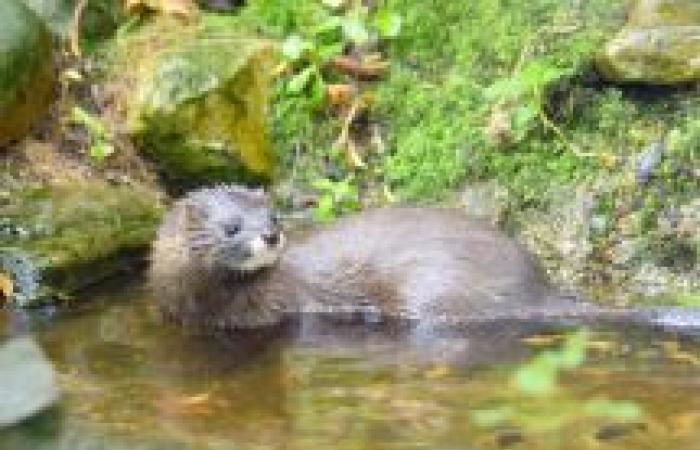 Mejorar la biodiversidad: situación actual y perspectivas