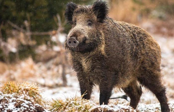 Un nuevo jabalí amenazado con eutanasia toca a Brigitte Bardot y a miles de franceses