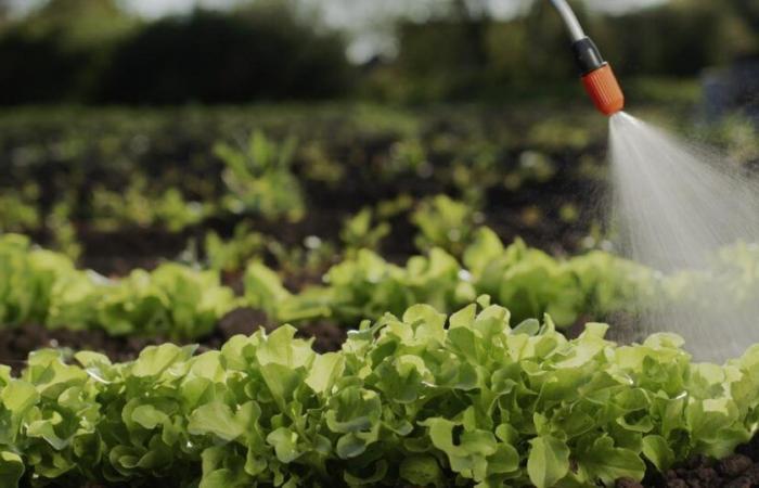 El 62% de las frutas y verduras no ecológicas vendidas en Francia contienen residuos peligrosos