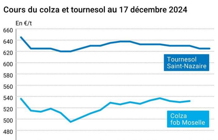 COTidienne | Semillas oleaginosas: los precios de la colza bajan en Euronext en un contexto de mercado bajista