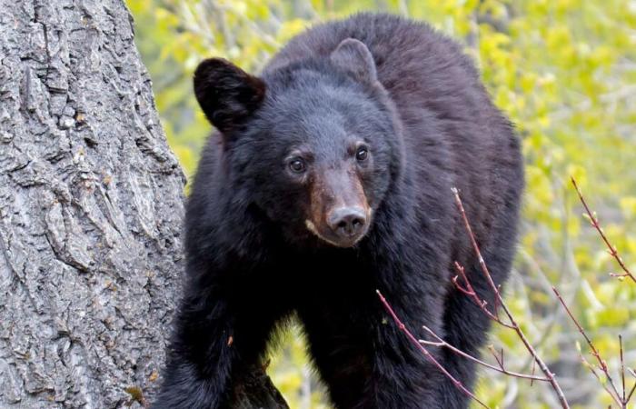 Abuelo muere al caerle un oso en la cabeza