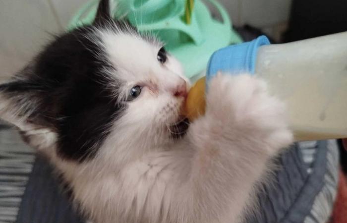 Pequeños gatos felices en su nuevo refugio ecológico