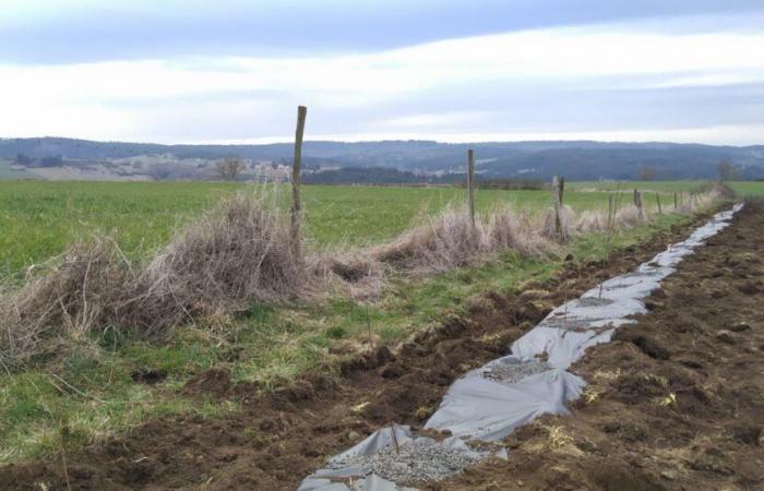 Alto Loira. Los agricultores plantarán más de 5,6 kilómetros de setos