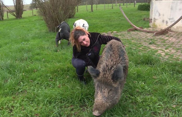 para justicia, “la detención es un delito, se incurre en la confiscación del animal”