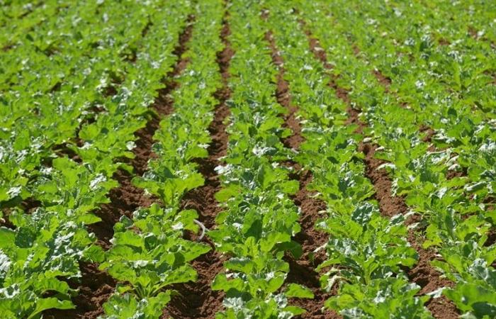 Marruecos invierte 850 millones de dólares para modernizar las prácticas agrícolas