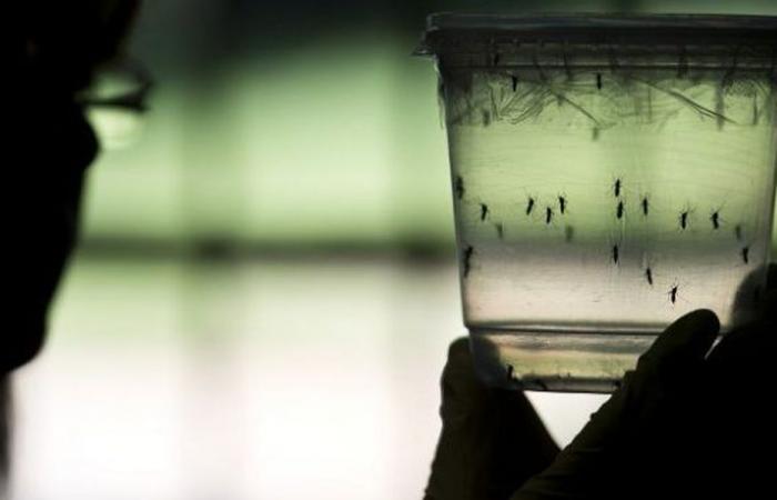 Con más de 7.000 muertos, la epidemia de dengue está causando estragos en el Caribe y América este año