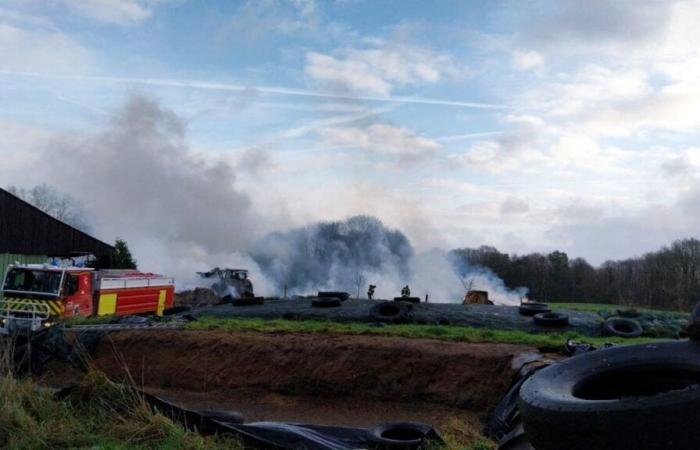 vacas y edificios salvados por los bomberos