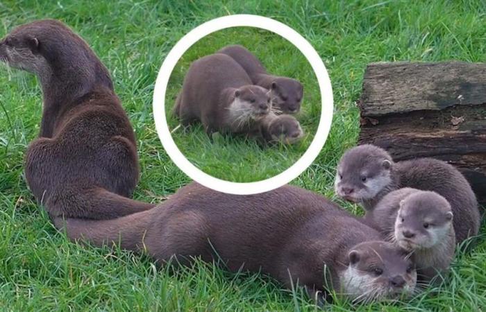 Nacen tres crías de nutria asiática en un parque safari del Reino Unido