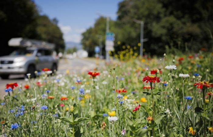 El Consejo Mundial de Biodiversidad pide un cambio