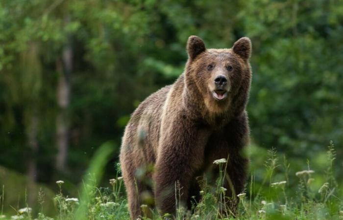 Un cazador muere aplastado por el cadáver de un oso… baleado por otro cazador