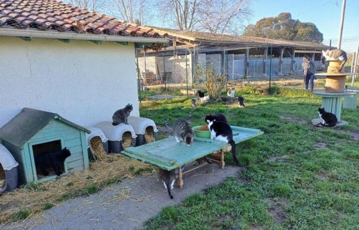 un mercado navideño para ayudar al refugio Inaya