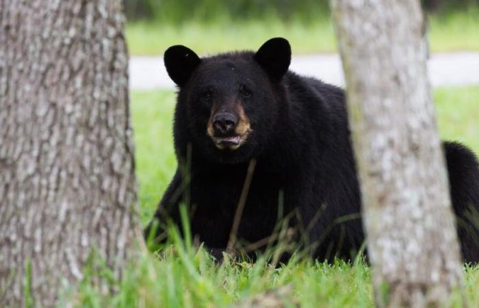 Golpeado por un cazador, un oso cae de un árbol y mata a otro cazador