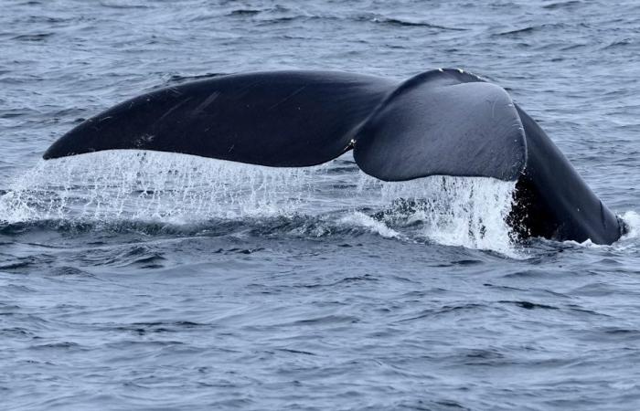 Frente a la costa de Massachusetts | Dos ballenas enredadas en aparejos de pesca