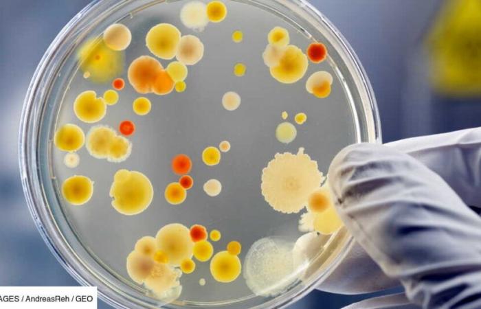 ¿Una amenaza invisible? La creación de “bacterias espejo” plantea serias preocupaciones para nuestra salud y nuestros ecosistemas