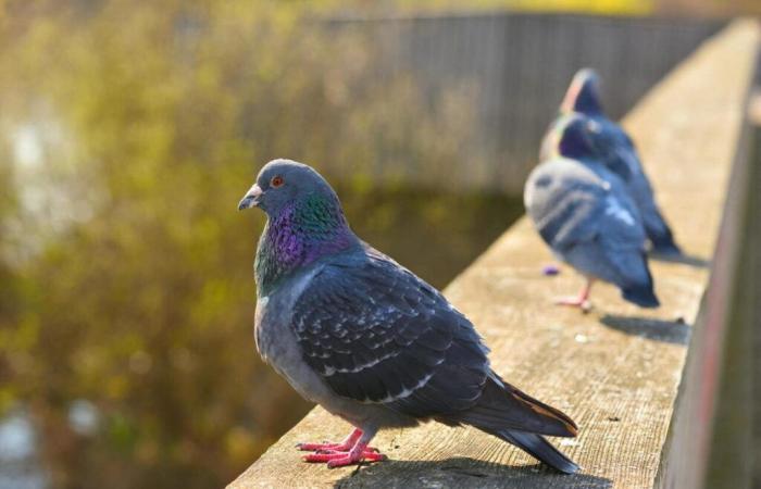 Invadida por palomas, esta ciudad cercana a Bayeux toma medidas radicales