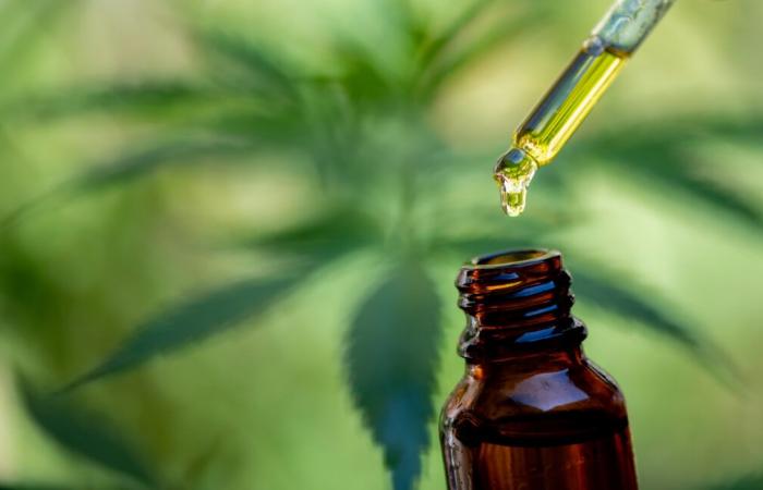 ACEITE DE CBD: Lo que nos dice la investigación