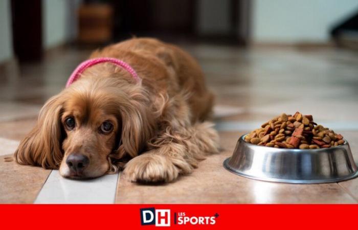 Comidas festivas: cuidado, no es sólo el chocolate el que puede envenenar a tu mascota