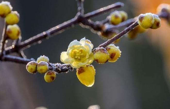 Un invierno suave amenaza los ecosistemas y los cultivos en Francia, advierten los climatólogos