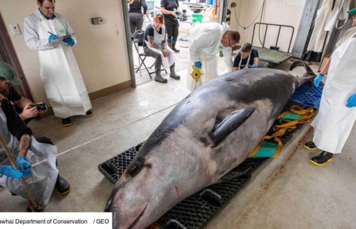 El Ojo de GEO: un zifio de Travers extremadamente raro, encontrado varado, tiene 9 estómagos