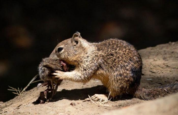 en California, ardillas sedientas de sangre