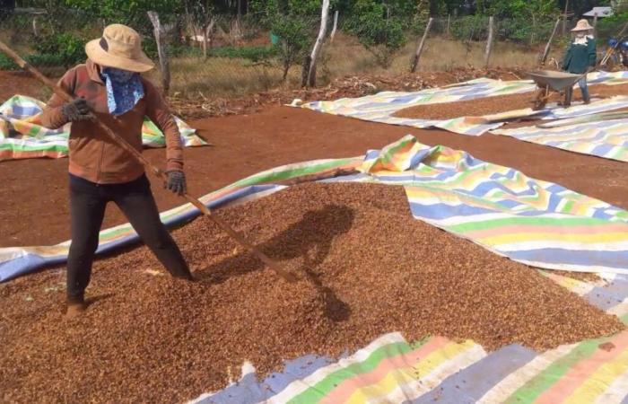 ¿Deberíamos preocuparnos cuando bajen los precios del café?