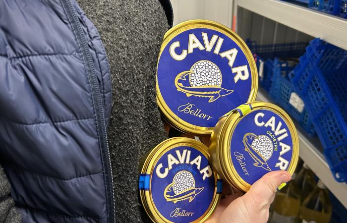 El rey de la trufa y el caviar se prepara para la Navidad en Avrillé-les-Ponceaux.