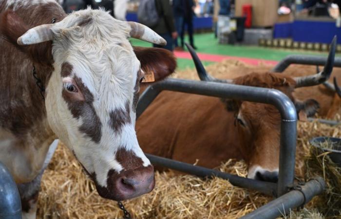 El departamento de Lot-et-Garonne no asistirá al Salón Agrícola de 2025