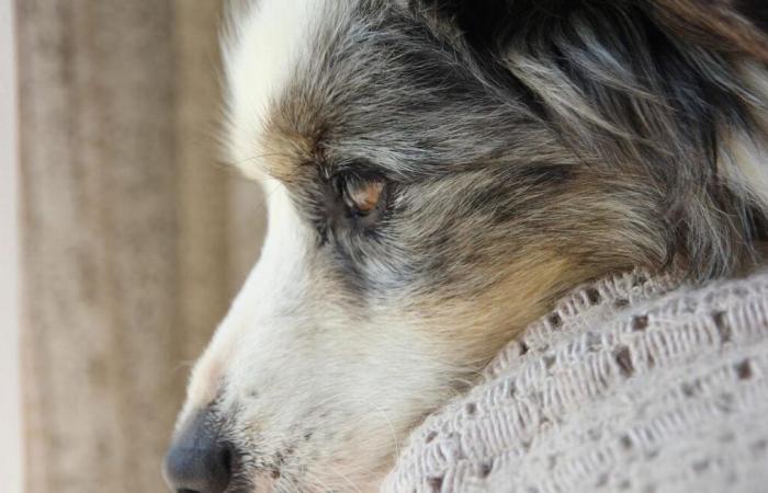 Su perro es destripado por dos pastores alemanes ante sus ojos