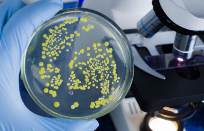 Salud. ¿Cómo se vuelven las bacterias resistentes a los antibióticos?