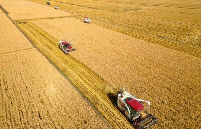 La vida en las zonas rurales de China es cada vez más próspera, con nuevos avances agrícolas