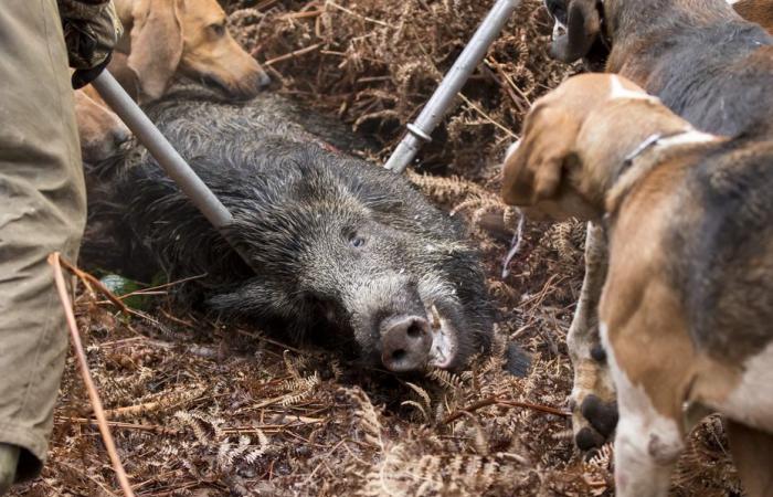 La preocupante muerte de cuatro perros de caza por la enfermedad de Aujeszky