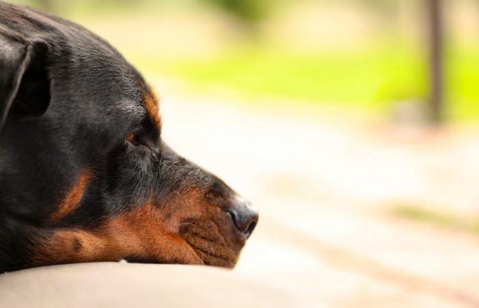 Tras dos ataques, el cantón de Zúrich prohíbe los rottweilers