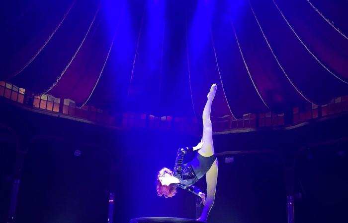 “Sophie au Cabaret”: cuando los títeres cobran vida, la magia cobra vida bajo una carpa como ninguna otra