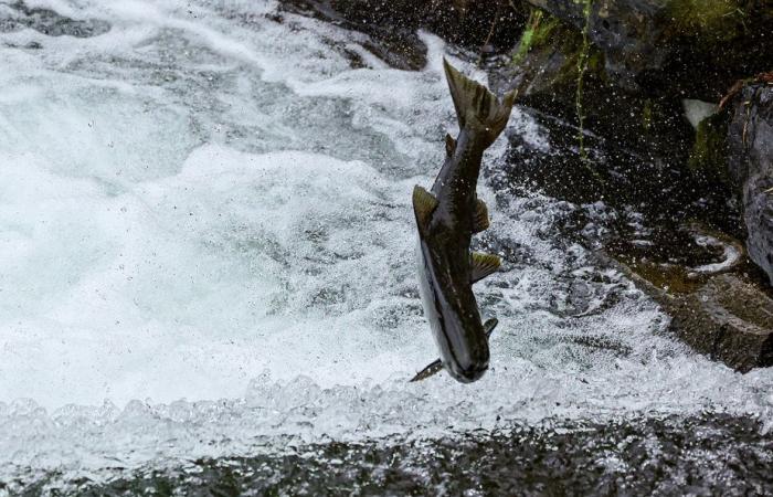 El factor humano | ¿Cuál es el mejor salmón para el medio ambiente?