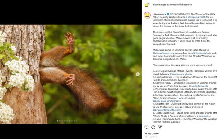 La divertida foto de una ardilla atrapada en un árbol, votada como la foto más divertida del año