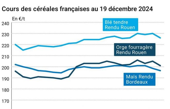 COTidienne | Cereales – Caída de los precios del trigo en Euronext a pesar de la caída del euro frente al dólar